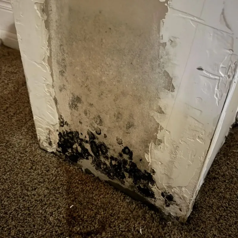 Professional Mold Removal in Mishicot, WI
